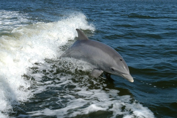 飓风虽然对人类有害，但对海豚有益
