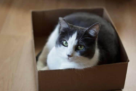 猫咪为什么喜欢待在盒子里？