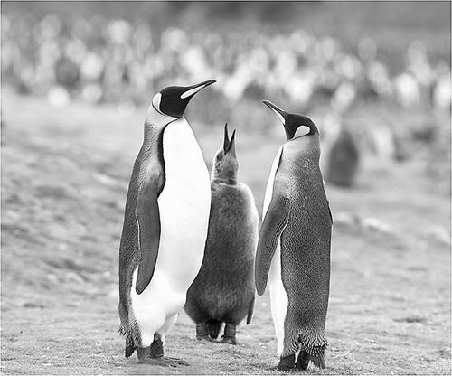 气候异常将严重减少王企鹅数量