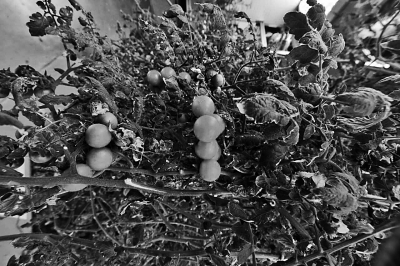 “太空180”试验成功:我们离地外星球基地还远吗