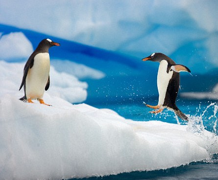 揭秘企鹅双翼不结冰：微孔保存空气尾部分泌油脂