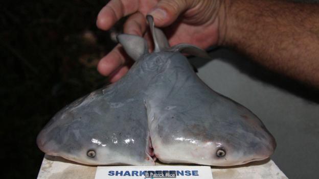 在墨西哥湾发现的双头公牛鲨幼体